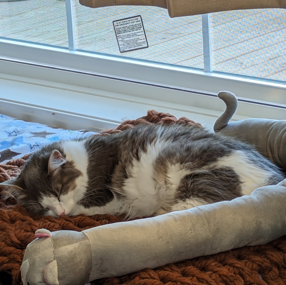 HP * Homemade Pet Bed Pad/Blanket - Blue